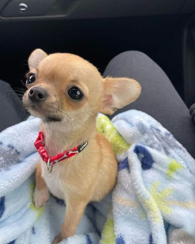 Chihuahua 49 Marrón