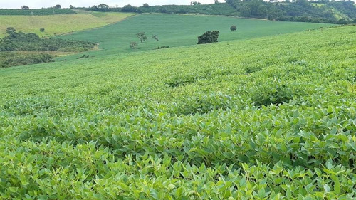 Imagem 8 de 16 de Fazenda 200 Hectares De Café No Municipio De Machado 12.000,000,00 - 39055