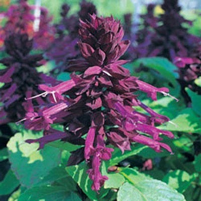 Alegria De Jardim (salvia Splendens) Atrai Beija-flores 50 S | Parcelamento  sem juros