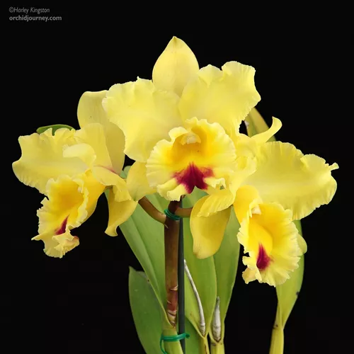 Blc. Goldenzelle (perfume De Limão) Orquídea Cattleya