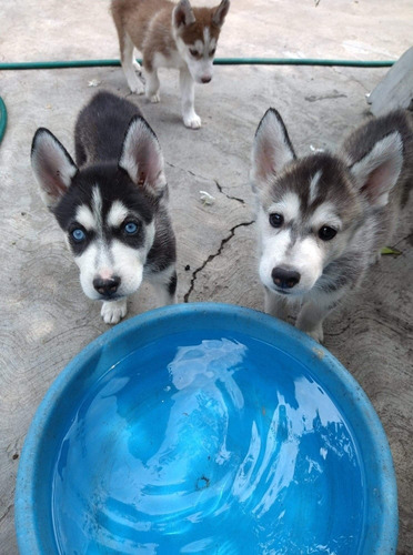 Cachorros Husky 