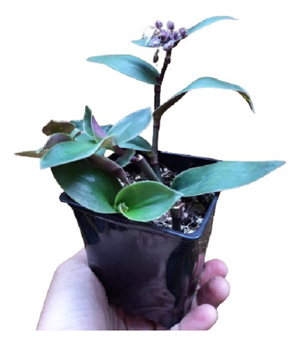 Tradescantia Cerinthoides Plantin
