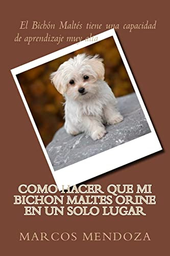 Como Hacer Que Mi Bichon Maltes Orine En Un Solo Lugar