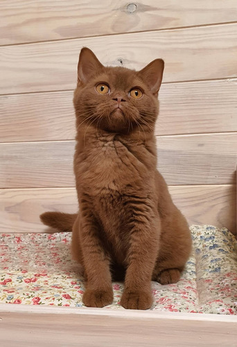 Filhotes Gatos Raça British Shorthair Fêmea - Cor Canela