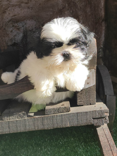 Shih Tzu Con Pedigree Y Microchip