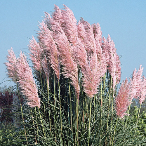 Semillas De Cortaderia Selloana Rosea - Hierba Pampas C.61