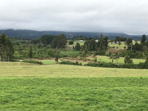 Imagen 4 de 12 de Se Vende Campo Sector Puyehue - Osorno
