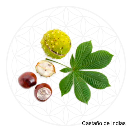 Microdosis De Castaño De Indias