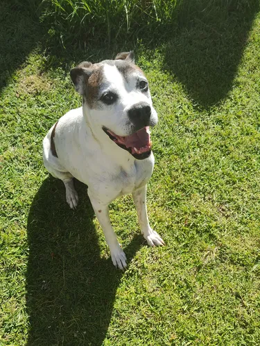 Clases De Adaptación Para Caninos Todas Las Razas Y Edades