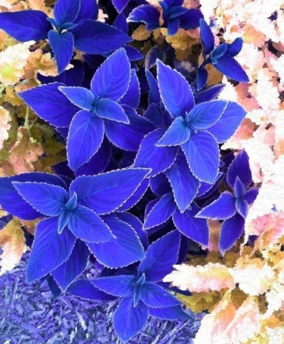 100 Semillas De Flor De Coleos Blue
