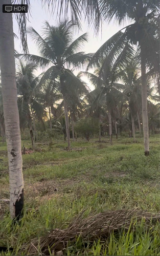 Terreno Com 2 Tarefas Com Plantação De Côcos