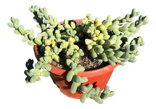 Suculenta Corpuscularia Lehmannii