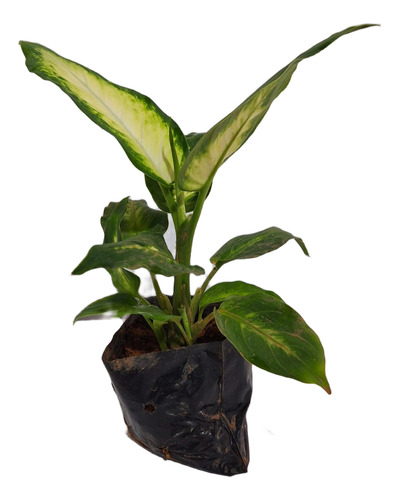 Muda De Comigo-ninguém-pode (dieffenbachia Seguine)