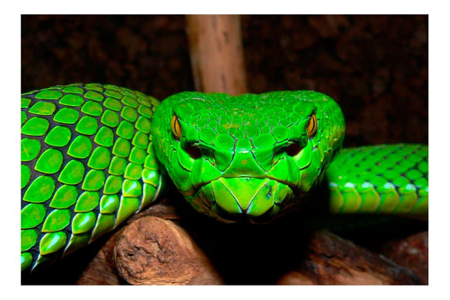 Vinilo 80x120cm Serpiente Verde Mirada Penetrante Ataque