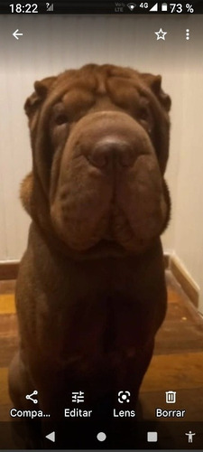 Imagen 4 de 5 de Guardería Canina En Villa Devoto