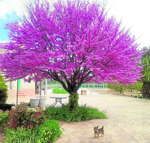 Semillas Árbol De Judas 70 Semillas