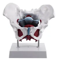 Comprar Modelo De Pelvis Femenina Y Órganos Reproductores De Vejiga