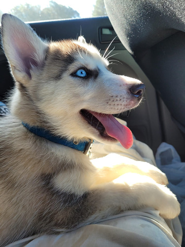 Cachorros Husky Siberiano