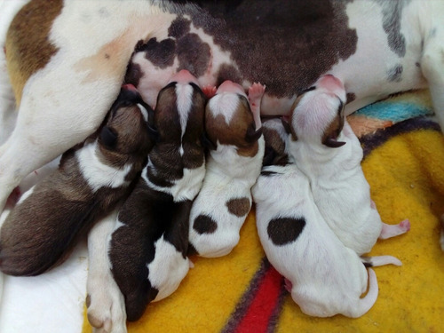 Cachorros Jack Russel Terrier