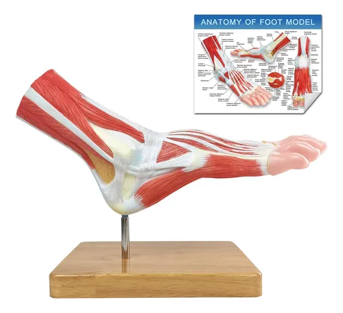 Modelo De Esqueleto Anatomico Del Pie, Tamaño Natural.