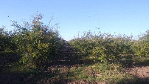 Finca De 6 Hectáreas Sobre Ruta En San Rafael, Mendoza..!!!