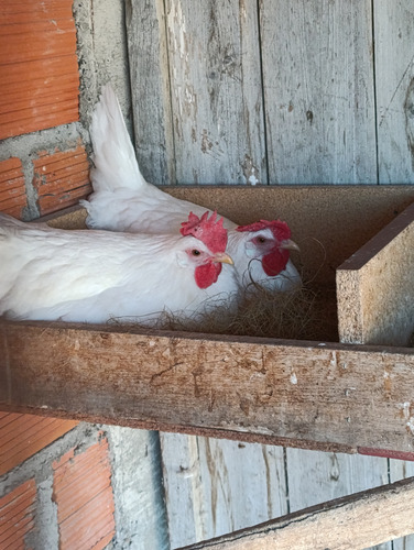 12 Huevos Fértiles Gallinas De Raza Leghorn Americano