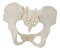 Comprar Modelo De Pelvis Femenina 1:1, Modelo De Esqueleto Pélvico F