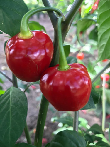Pimiento Rojo Dulce *pimenton* Semillas