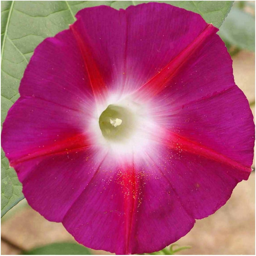 Imagem 2 de 9 de Ipomoea Scarlet Ohara Morning Gloria Da Manha 15 Sementes