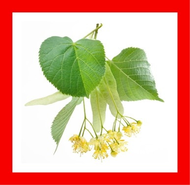 Tilia - Árvore - Chá - Bonsai - Sementes Para Mudas