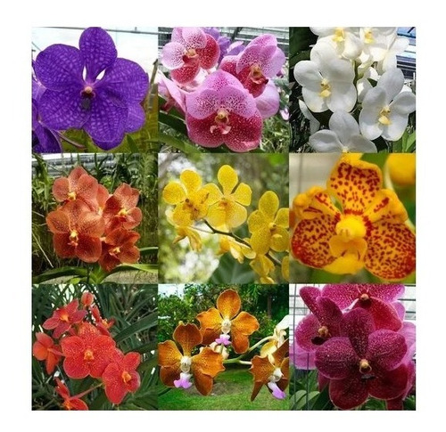 Muda Joven Orquidea Vanda Lindas Varias Cores Promocao