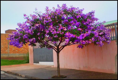 300 Sementes Quaresmeira Roxa Tibouchina Granulosa Árvore