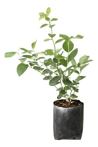 Planta Semilla De Arándano Azul