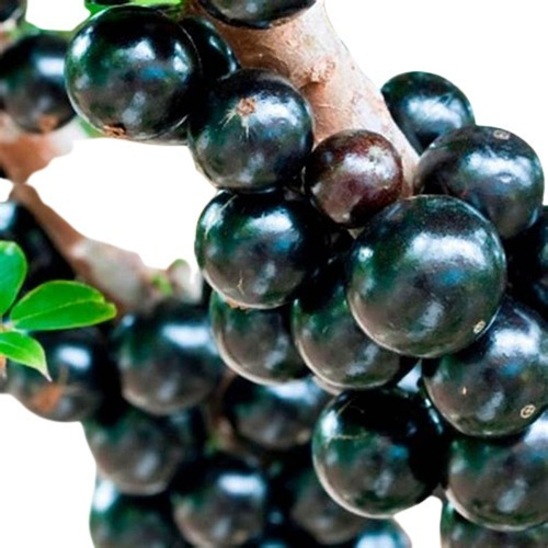 Plantas Jabuticaba Plinia Cauliflora