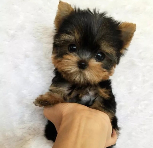 Yorkshire Terrier Yorky York Hermosos Cachorros Calidad 100%