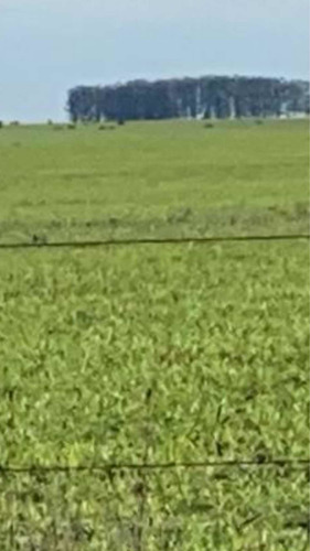Imagen 4 de 13 de 2.500 Hectáreas Mixtas ( Duraznos. Uruguay ).