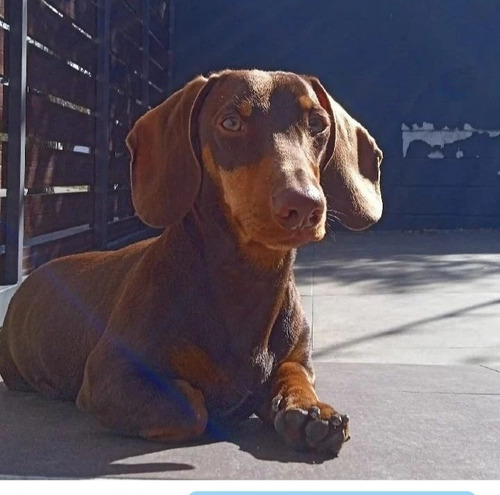 Imagen 1 de 4 de Daschund Arlequin Chocolate