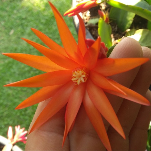 Muda Enraizada De Flor De Outubro Laranja - Rhipsalidopsis | Parcelamento  sem juros
