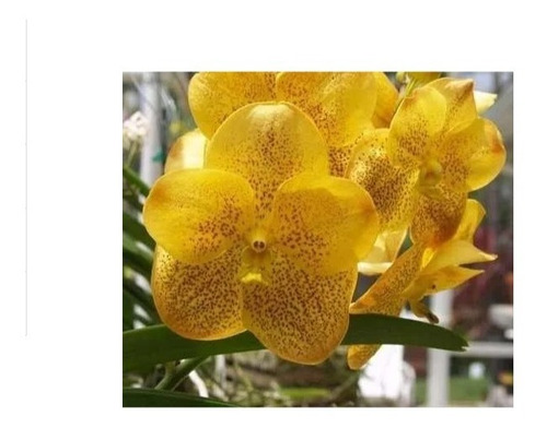 Kit 05 Mudas De Orquídea Vanda - Amarela - 10 A 15cm | Parcelamento sem  juros