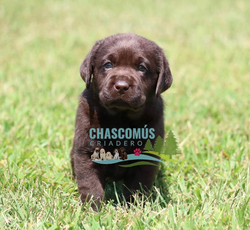 Labrador Beige Unicos Genetica Unica Criadero Chascomús