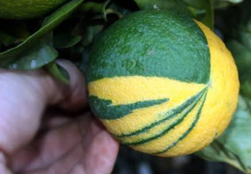 1 Arbolito De Naranja De Ombligo Rayada Variegada No Semilla