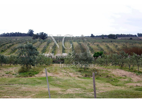 11 Ha. Y Media De Campo Con Olivos En Ruta 8