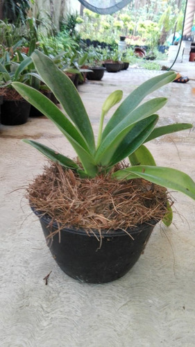 Imagen 4 de 7 de Orquidea Paphiopedilum Yerba Buena