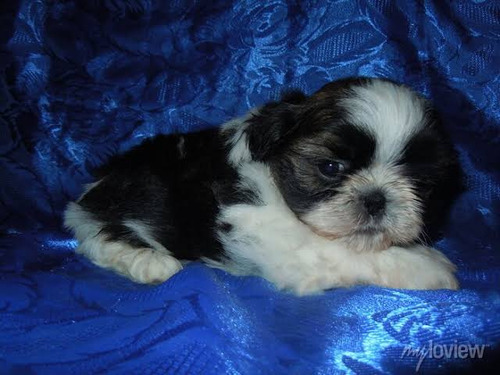 Vendo Cachorto Shiz Tzu Macho Com 40 Dias Ainda Nso Tomou A