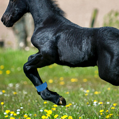 Tobilleras Led Para Caballos, 4 Unidades, Ajustables Para Pi