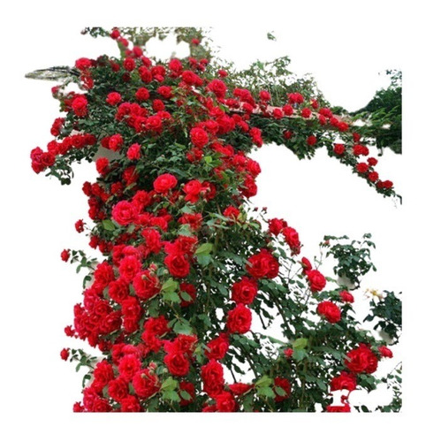 lamta1k 20Pcs Rare Red & White Calidad de semilla de Flor de Rub¨ª Rosa Osiria y Altas tasas de Supervivencia Home Garden Plant Gift 