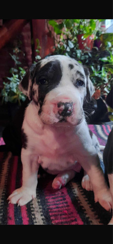 Cachorros Gran Danes