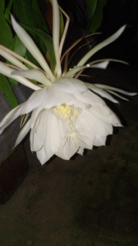 Planta Epiphylum Oxipetalum Blanca. Villa Mitre/ Centro