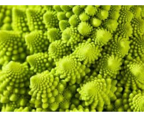 Semillas Orgánicas De Brócoli Romanesco Para Huerta