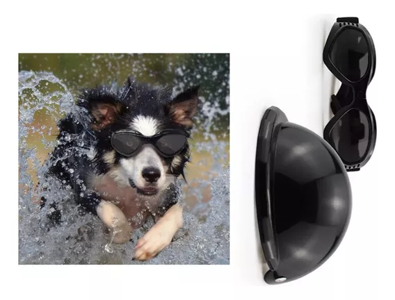 Casco De Seguridad Para Mascotas Casco De Moto Para Perros Y